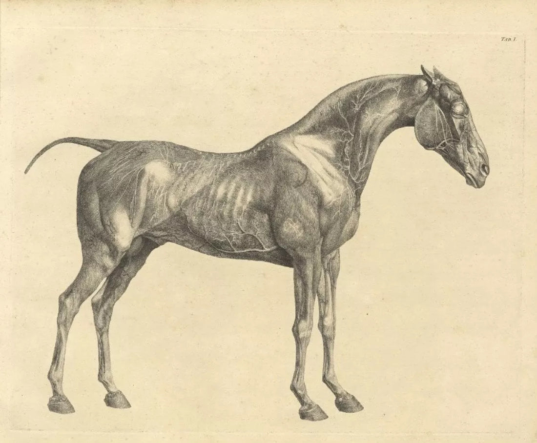 La biblioteca mondiale del cavallo: il sogno di tutti gli appassionati di cultura equestre.
