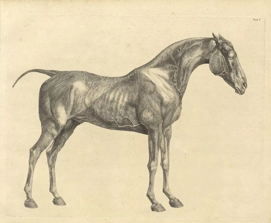 La biblioteca mondiale del cavallo: il sogno di tutti gli appassionati di cultura equestre.