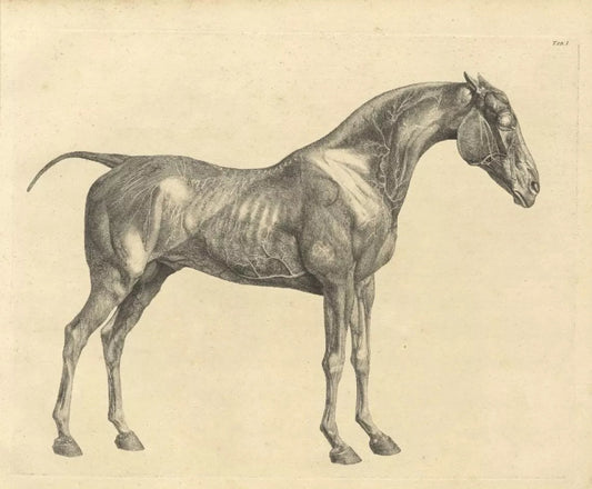 La biblioteca mondiale del cavallo: il sogno di tutti gli appassionati di cultura equestre.