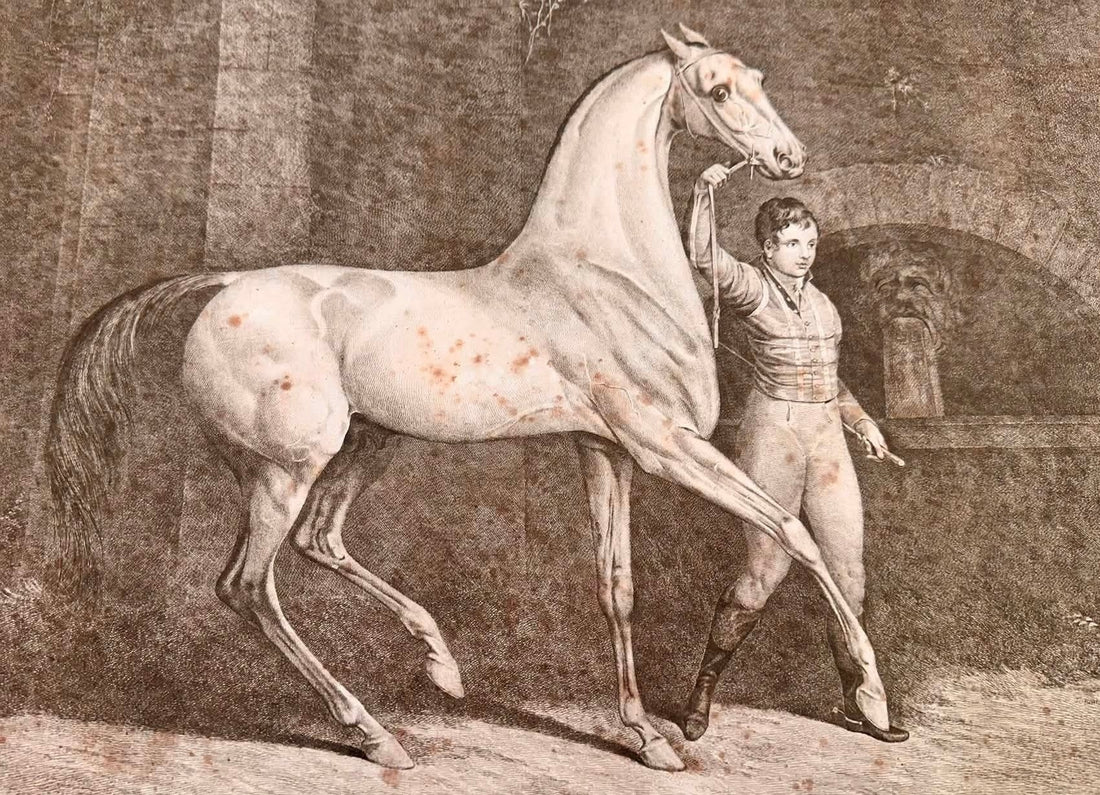 Dalla Normandia a Bologna: cresce la rete internazionale della cultura equestre