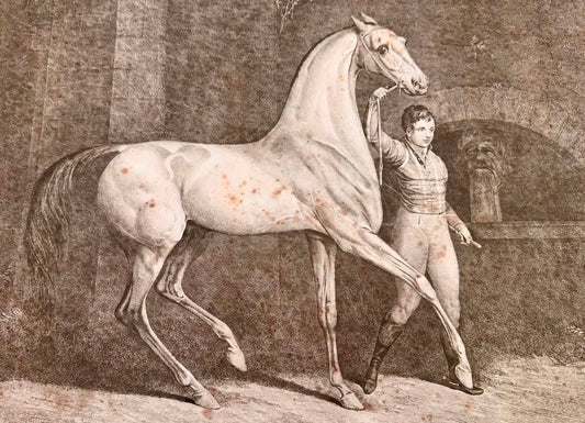 Dalla Normandia a Bologna: cresce la rete internazionale della cultura equestre
